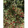 Santiam Nursery Wild Hawthorn tree, Crataegus monogyna ，Chinese Hawthorn's rootstock