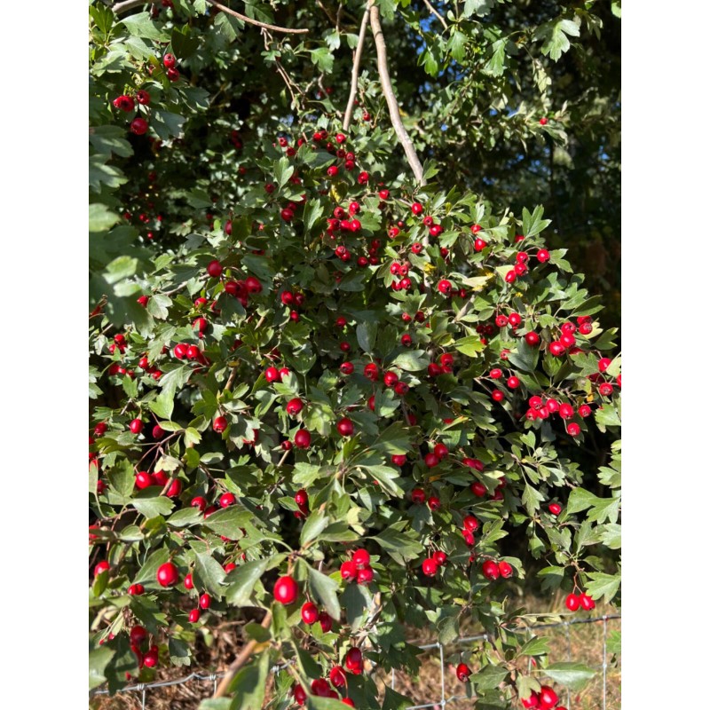 Santiam Nursery Wild Hawthorn tree, Crataegus monogyna ，Chinese Hawthorn's rootstock
