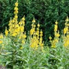 Premium Mullein Seeds (Verbascum thapsus) – 150+ Non-GMO Heirloom Seeds