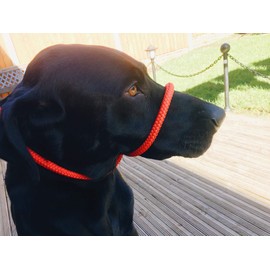 L&J Pets UK All in one Headcollar Lead/Halter/Head Collar To Anti Stop Pull Fits All Dog (Red)