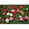 Poppy- Double Shirley - Red - 250+ Seeds