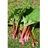 CEMEHA SEEDS Rhubarb Herb Vegetable Outdoor Indoor Garden Heirloom Non-GMO