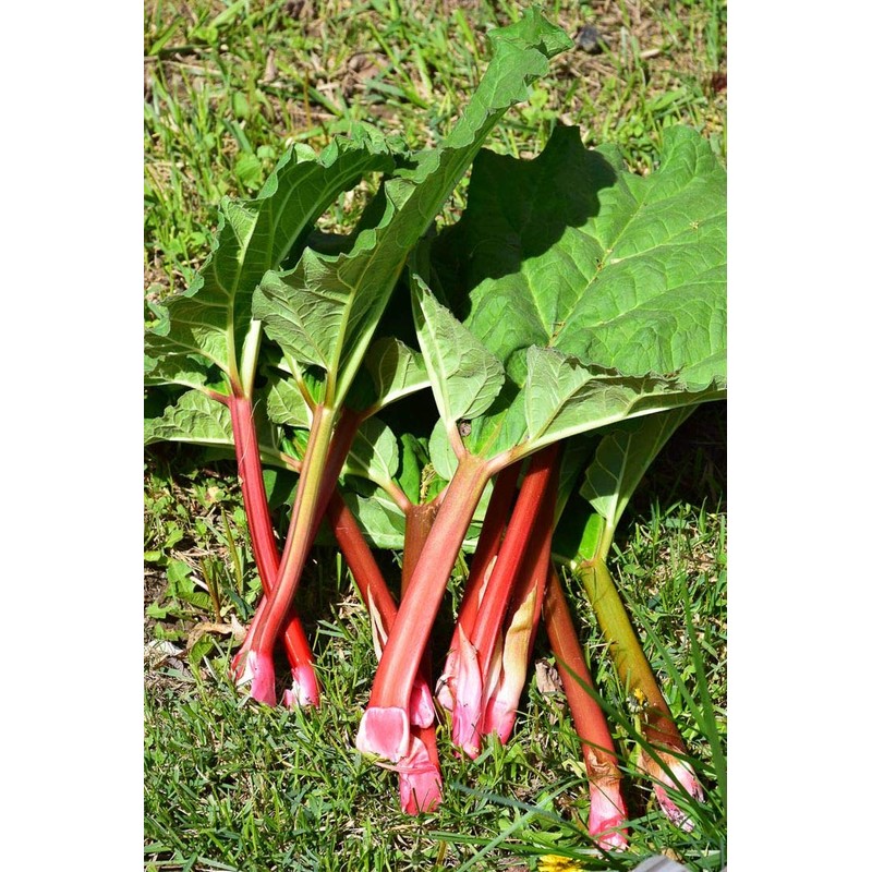 CEMEHA SEEDS Rhubarb Herb Vegetable Outdoor Indoor Garden Heirloom Non-GMO