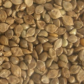 Morning Bird Japanese Millet Seed