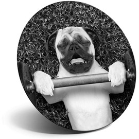 Destination Vinyl ltd Magnet for Refrigerator, Fridge BW - Funny Weight Lifting Pug Animals Cute for Office, Cabinet and Whiteboard, Magnetic Stickers, 41268