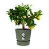 ELHO Greenville Plastic Planter