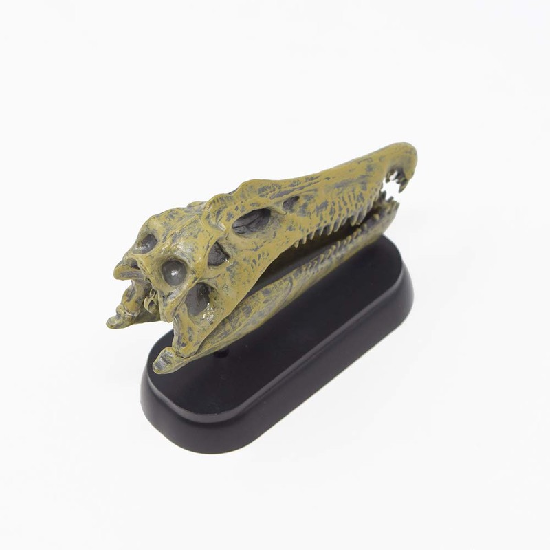 Dinosaur Spinosaurus Skull Mini Model (FDW-503)