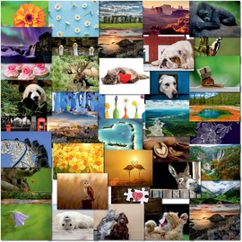 doodlecards Pack 40x Mixed Variety Postcards. Animals, Scenes, Floral, Flowers, Hearts, Cakes, UK Iconic Landmarks. 100% Recyclable. Made in the UK.