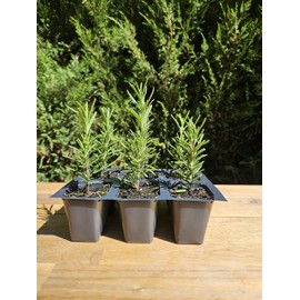 6 Tuscan Blue Rosemary, Live Plants, Rosemary Officinalis, Thriving Inside 2.5" Nursery Cubes