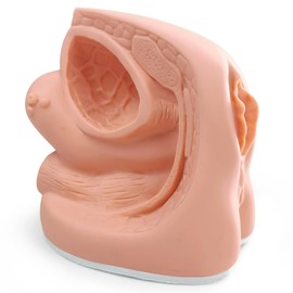 MediTrainer Female Catheterization Model Internal and External Genital Anatomy Model for Clinical Teaching and Medical Education Training Practice, 1 Piece