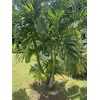 Manoa Valley Roots 100 Seeds Christmas Manila Palm Tree Adonidia