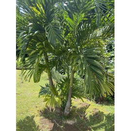 Manoa Valley Roots 100 Seeds Christmas Manila Palm Tree Adonidia merrillii HAWAII GROWN Manoa Oahu