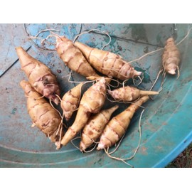 Sunchoke - Variety Chinese Long - Individual Tubers - Helianthus tuberosa - Sunroot - Jerusalem Artichoke Tubers for Planting or Eating (5 Tubers)
