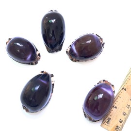 5pcs, Purple Top Conch Shell, Purple Tiger Shell, 1.8-2.2 inches