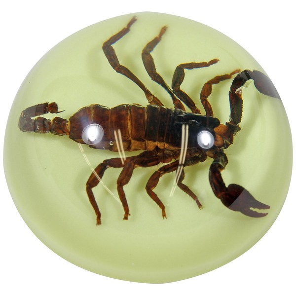 REALBUG 3.5" Black Scorpion Dome Paperweight Glow in The Dark