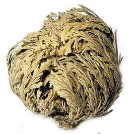 AzureGreen Jericho Flowers (1 flower)