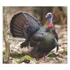 NiceTargets Turkey Archery Target, 20" x 22.5" Photorealistic Life Size