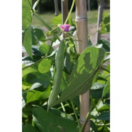 Southeast Seeds Black Turtle Bean Seeds, NON-GMO, Shelling Dry Bean, Frijoles Negros, FREE SHIP - 140 Seeds or 1 OZ