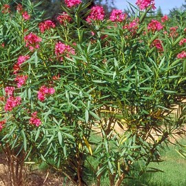 Oleander Calypso | 2 Extra Large 3 Gallon Plants | Nerium Oleander | Hardy Perennial | Vibrant Pink Blooms