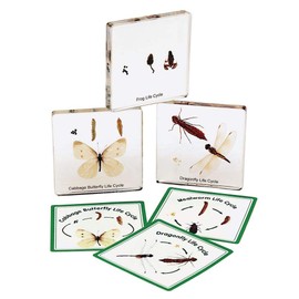 Insect Life Cycle Specimens, Excellerations Set of 5 Transparent Slides for Classroom Science Education, Bug Life Cycle Study for Kids, Preschool Science (Item # BUGLIFE)
