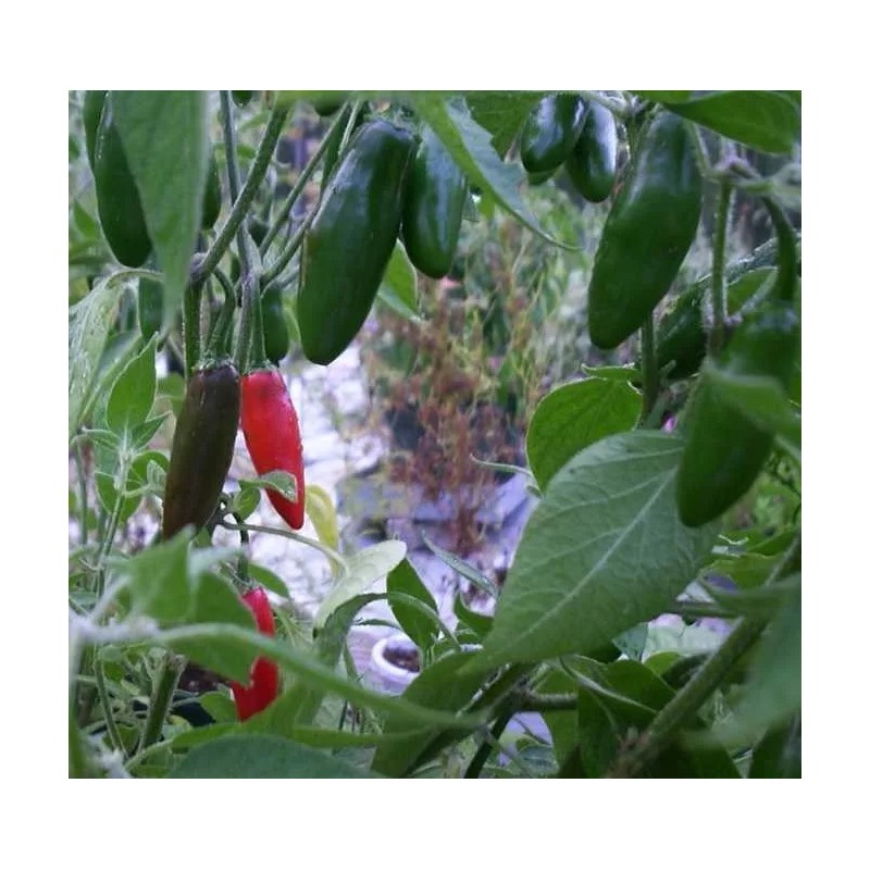 PEPPER SERRANO PEPPER * DISTINCTIVE FLAVORED * HOT * EVERBEARING