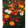 NIKA SEEDS - Flowers Oriental Poppy Mix Annual - 1000