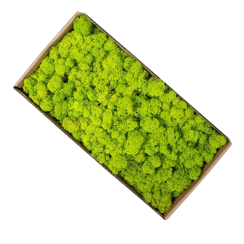 Preserved Moss Gardenning Art Wall Decor Moss Bulk Micro Landscape