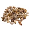 Sea shells small | 250 grams bag (over 100 shells)