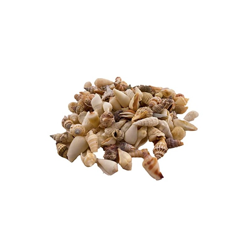Sea shells small | 250 grams bag (over 100 shells)