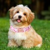 Unique Style Paws Summer Dog Collar, Cute Girl Dog Collar