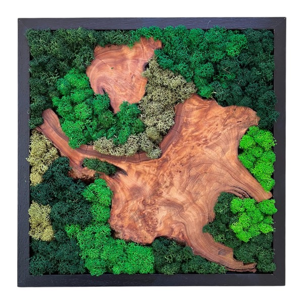Serenzy 12" Square Cedar & Preserved Moss Wall Art |