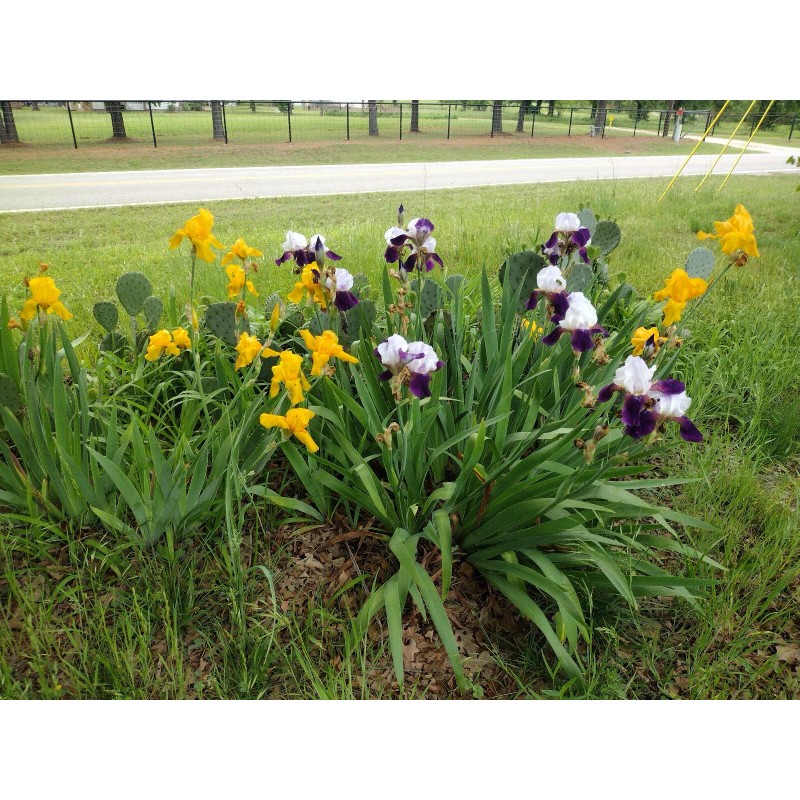Bearded Iris 15 Iris Fresh Bearded Iris Rhizomes Mixed Varieties