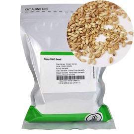 Organic Hulless Sprouting Barley - 1 Lb - Non-GMO Barley Seed - Husk Removed - Excellent Germination - for Sprouts, Barleygrass, Ornamental Grass, Emergency Supply, More