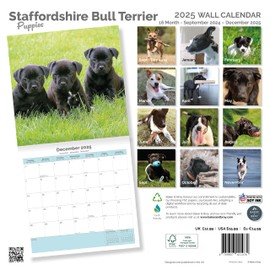Baker and Bray Staffordshire Bull Terrier Puppies Calendar 2025, Large Square Wall Calendar, 16 Month, Staffordshire Bull Terrier Puppies Gift Dog Calendar.