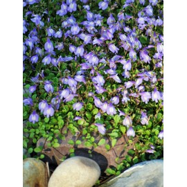 Perennial Farm Marketplace Mazus reptans (Creeping Blue) Groundcover, 1 Quart, Bright Bluish Colored Flowers