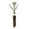 The Jonsteen Company Coast Redwood | Small Tree Seedling |