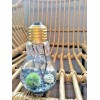 Miniature Marimo Moss Ball Terrarium