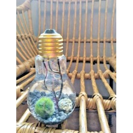 Miniature Marimo Moss Ball Terrarium