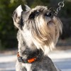 Herm Sprenger Black Stainless Steel Dog Collar with Quick Release