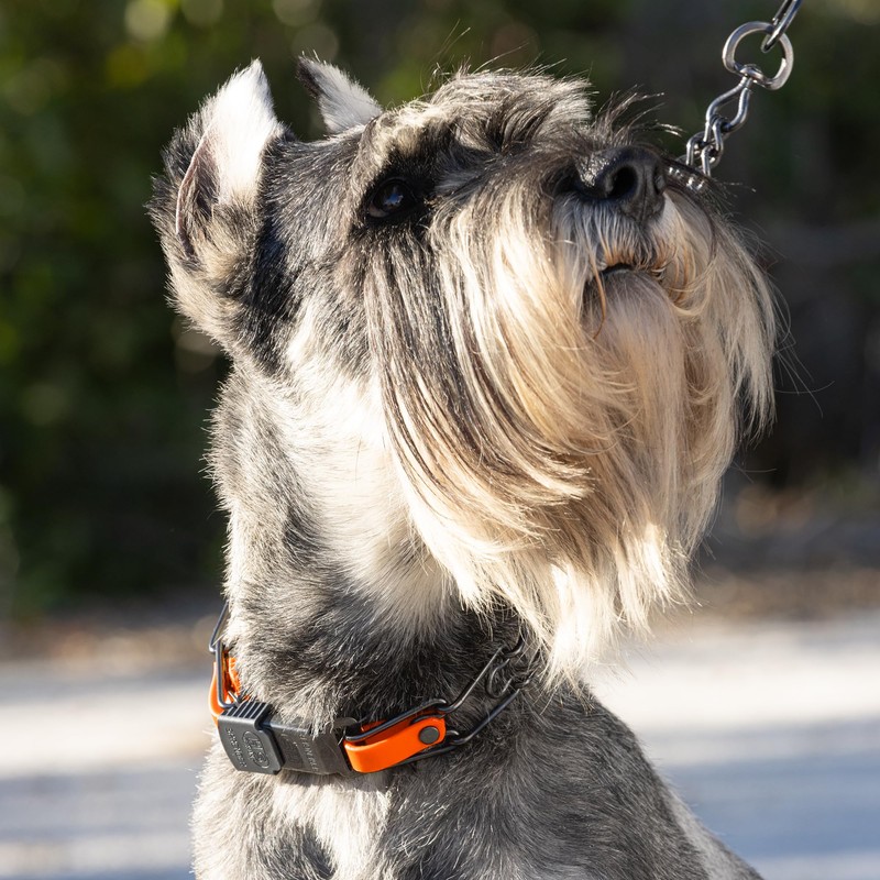 Herm Sprenger Black Stainless Steel Dog Collar with Quick Release