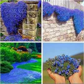 20000+ Blue Creeping Thyme Seeds for Planting Perennial Thyme Heirloom Flowers Non-GMO Ground Cover Plants for Garden Outdoor