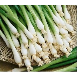 500 Tokyo Long White Bunching Green Onion Seeds, Scallions, Heirloom - Non-GMO - Always Fresh Seeds! - Plant Spring, Summer or Fall