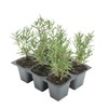 6 Tuscan Blue Rosemary, Live Plants – Rosmarinus Officinalis –