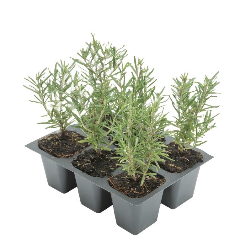 6 Tuscan Blue Rosemary, Live Plants – Rosmarinus Officinalis –