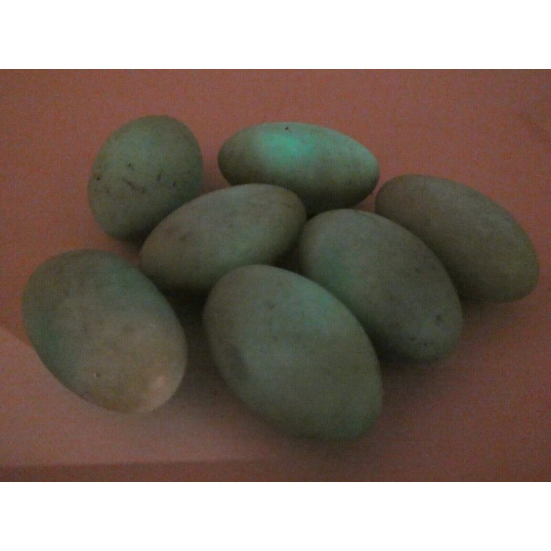 Phosphorescent Ye Ming Zhu Glow In The Dark Polished Specimen