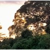 West Born Bee Black Raw Pure Honey Borneo Wild Forest
