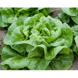 1,000+ Buttercrunch Heirloom Lettuce Seeds- Grown for 2021
