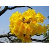 Seed-Top 60 YellowTabebuia Seeds Trumpet Tree Handroanthus chrysotrichus Rare Tree