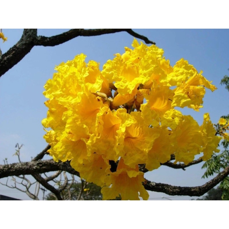 Seed-Top 60 YellowTabebuia Seeds Trumpet Tree Handroanthus chrysotrichus Rare Tree
