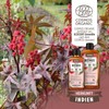 Organic Castor Oil 900 ml - 100% Pure, Natural and